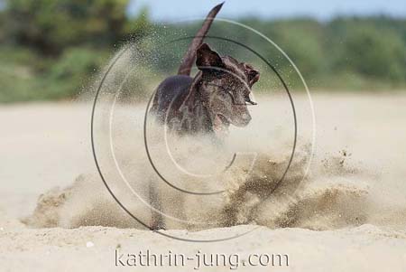 Weimaranermischling stoppt im Sand