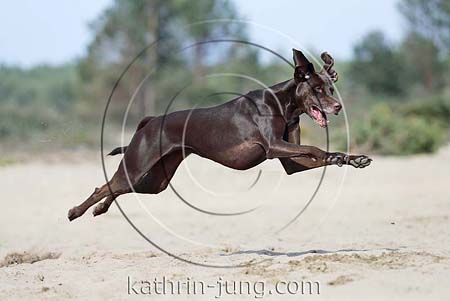 Weimaranermischling fliegt über Sand Mix braun