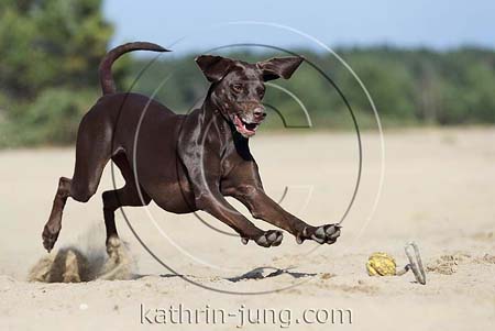 Weimaranermischling spielt Ball