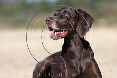 Weimaranermischling Portrait