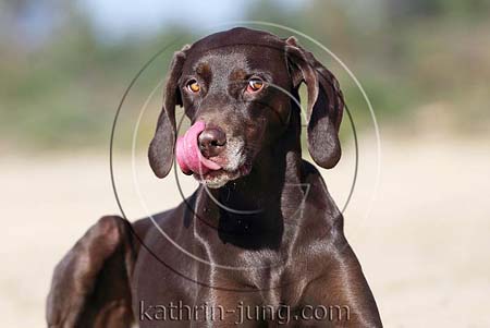 Weimaranermischling Portrait leckt sich das Maul