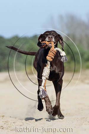 Weimaranermischling apportiert Seil