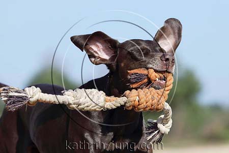 Weimaranermischling witzig