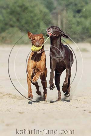 Weimaranermischling Magyar Vizsla gemeinsam spielen