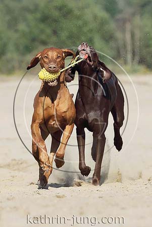 Weimaranermischling Magyar Vizsla gemeinsam Action