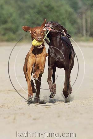 Weimaranermischling Magyar Vizsla gemeinsam Action Ball