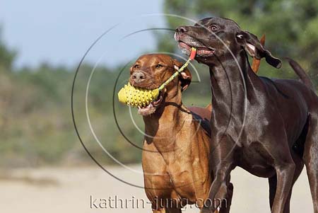 Weimaranermischling Magyar Vizsla gemeinsam Action apportieren Ball mit Seil