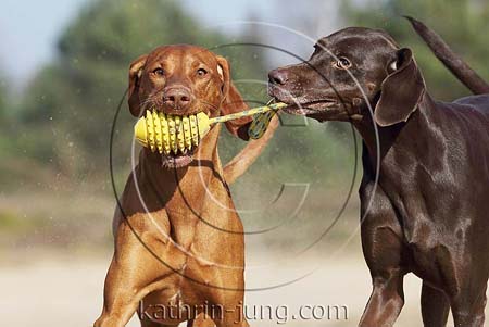 Weimaranermischling Magyar Vizsla gemeinsam apportieren spielen