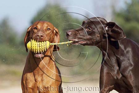 Weimaranermischling Magyar Vizsla gemeinsam apportieren spielen Ball