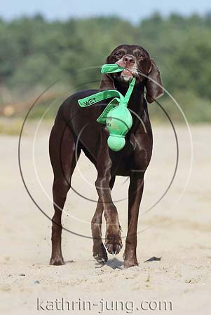 Weimaranermischling apportiert Kong