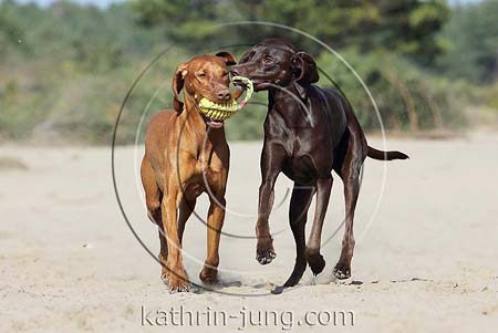 Weimaranermischling Magyar Vizsla gemeinsam Action spielen
