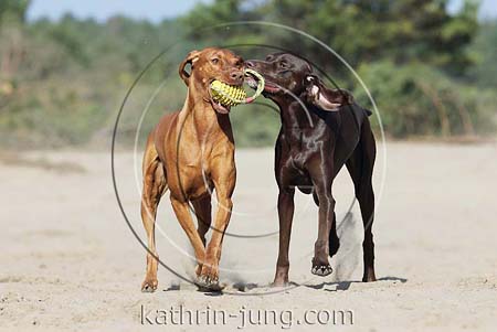 Weimaranermischling Magyar Vizsla gemeinsam spielen Hunde in Action