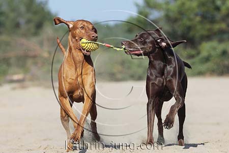 Weimaranermischling Magyar Vizsla gemeinsam spielen Hunde in Action Ball mit Seil
