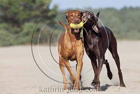 Weimaranermischling Magyar Vizsla miteinander spielen Hunde in Action apportieren
