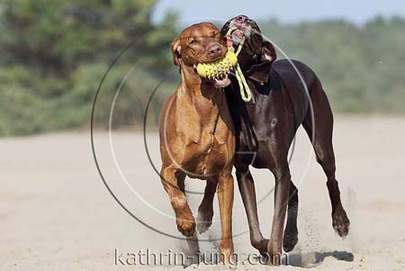 Weimaranermischling Magyar Vizsla miteinander spielen Hunde in Action apportieren Ball