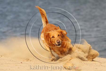Golden Retriever Sand stiebt Action Golden Retriever Sand stiebt Action