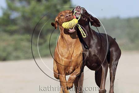 Weimaranermischling Magyar Vizsla miteinander spielen Hunde in Action apportieren Ball Interaktion