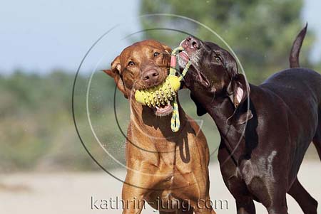 Weimaranermischling Magyar Vizsla gemeinsam Action apportieren Ball mit Seil witzig