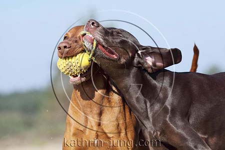 Weimaranermischling Magyar Vizsla Action apportieren Ball mit Seil witzig