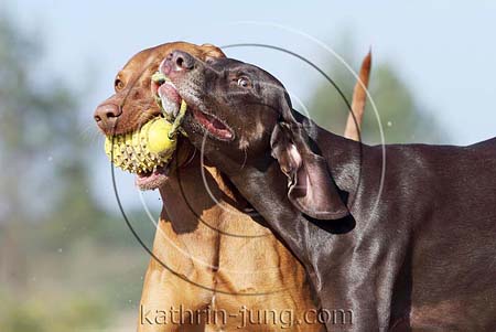 Weimaranermischling Magyar Vizsla Action apportieren Ball witzig