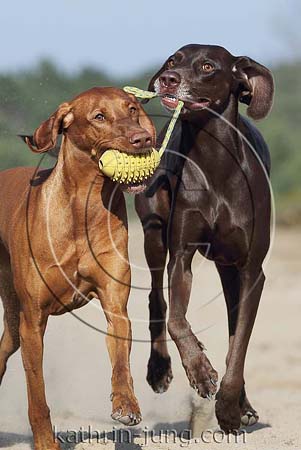 Weimaranermischling Magyar Vizsla Action apportieren Ball gemeinsam