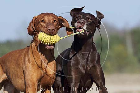 Weimaranermischling Magyar Vizsla apportieren Ball gemeinsam