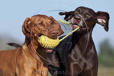 Weimaranermischling Magyar Vizsla apportieren Ball gemeinsam witzig