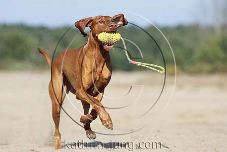 Magyar Vizsla apportiert Ball