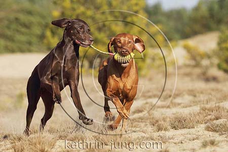 Weimaranermischling und Magyar Vizsla apportieren Ball