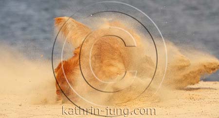Golden Retriever in Action Golden Retriever in Action