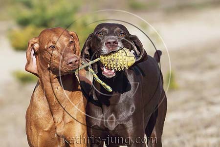 Weimaranermischling und Magyar Vizsla apportieren Ball gemeinsam
