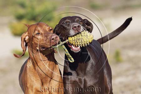 Weimaranermischling Magyar Vizsla apportieren Ball gemeinsam