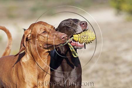 Weimaranermischling Magyar Vizsla apportieren Ball gemeinsam Action