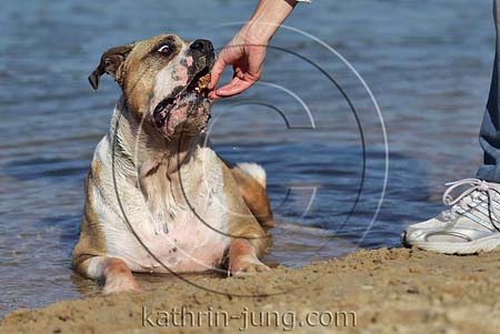 Hund bekommt Leckerchen aus Hand