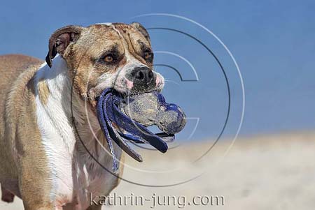 Old English Bulldog apportiert Kong