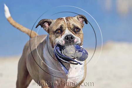 Old English Bulldog apportiert Kong am See