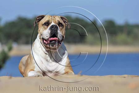 Old English Bulldog auf Düne