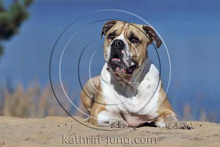 Old English Bulldog auf Düne im Platz
