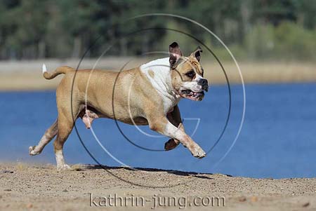 Old English Bulldog auf Düne Galopp