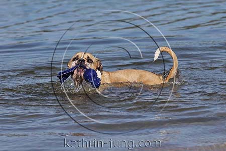 Old English Bulldog badet