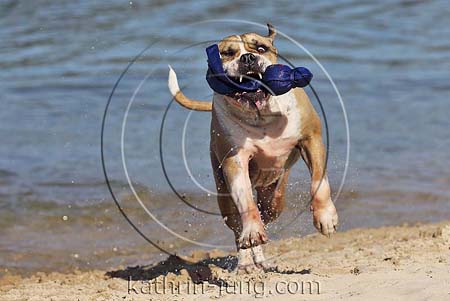 Old English Bulldog apportiert Kong aus Wasser