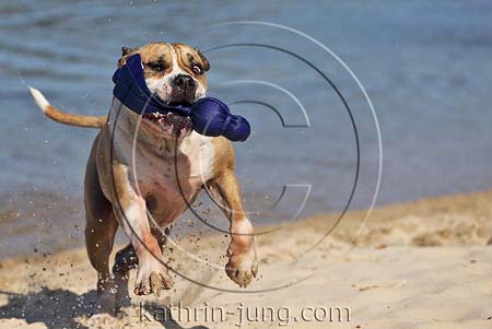Old English Bulldog apportiert Kong am Strand