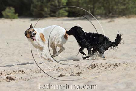 Hunde toben miteinander am Strand