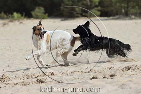 Hunde toben miteinander am Strand Streit