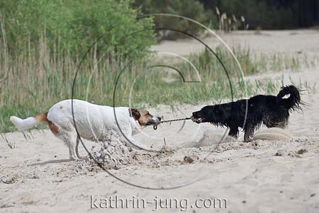 Hunde ziehen an Ball mit Seil