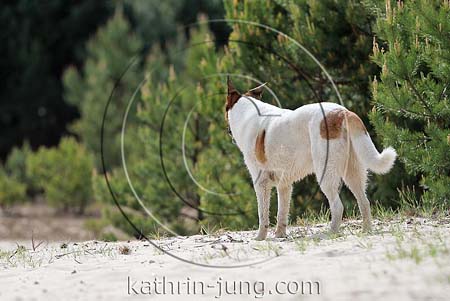 Schäferhundmischling