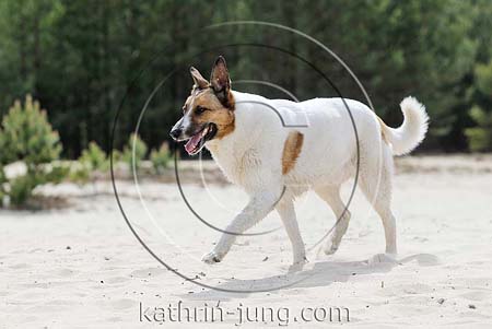 Schäferhundmischling weiß orange