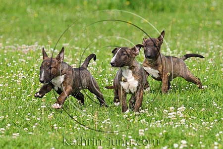 Bullterrierwelpen