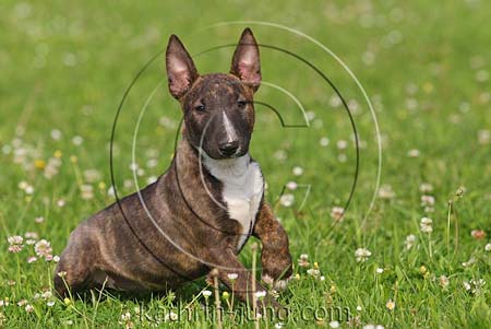 Miniatur-Bullterrierwelpe gestromt weiß