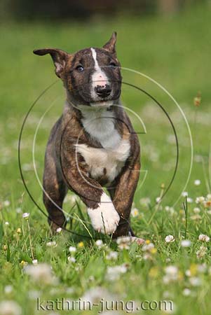Miniatur-Bullterrierwelpe gestromt weiß Action